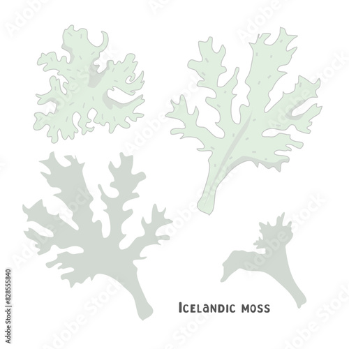 Icelandic moss (Cetraria islandica) is a medicinal plant. Color vector illustration of Icelandic moss, a set of hand drawings isolated on a white background.