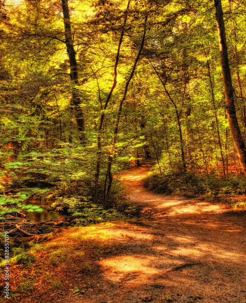 Autumn, trees and forest with path in nature for eco friendly, sustainability and environment in park. Outdoor, foliage and leaves with sunshine at countryside for season, garden and woods in Canada