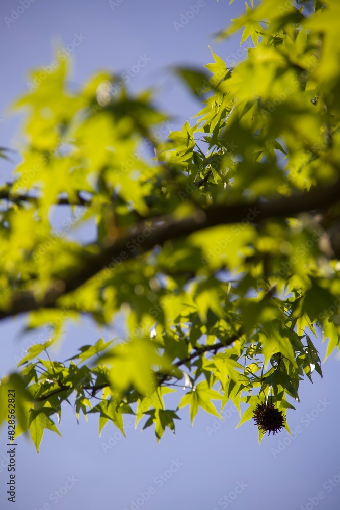 nature nature