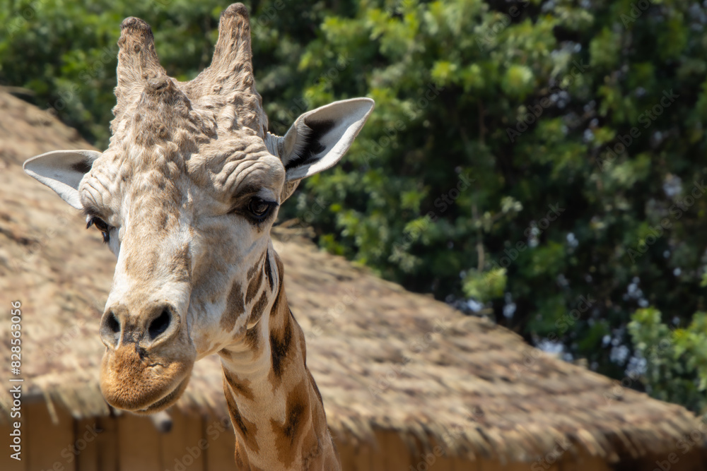 Giraffe in natural habitat peering over the edge. Giraffe in natural habitat peering over the edge.
