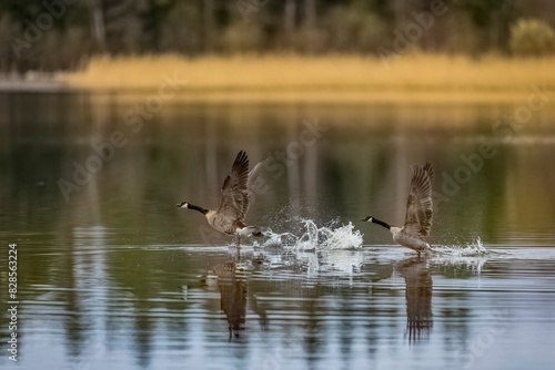 Canada Geese soaring above water © Wirestock