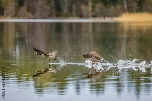 Canada Geese soaring above water
