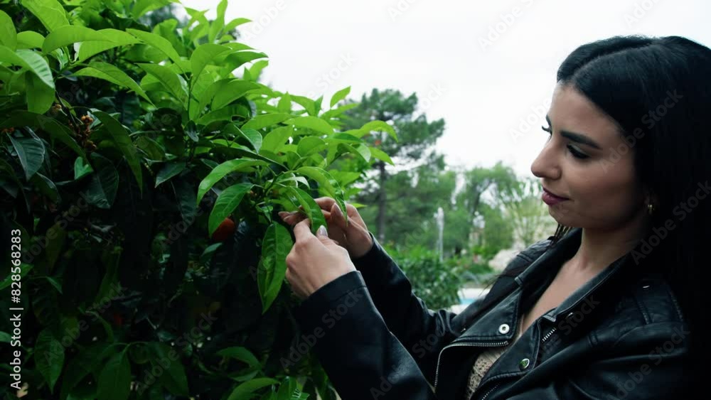 Woman Selecting And Searching For A Tangerine Woman Selecting And Searching For A Tangerine
