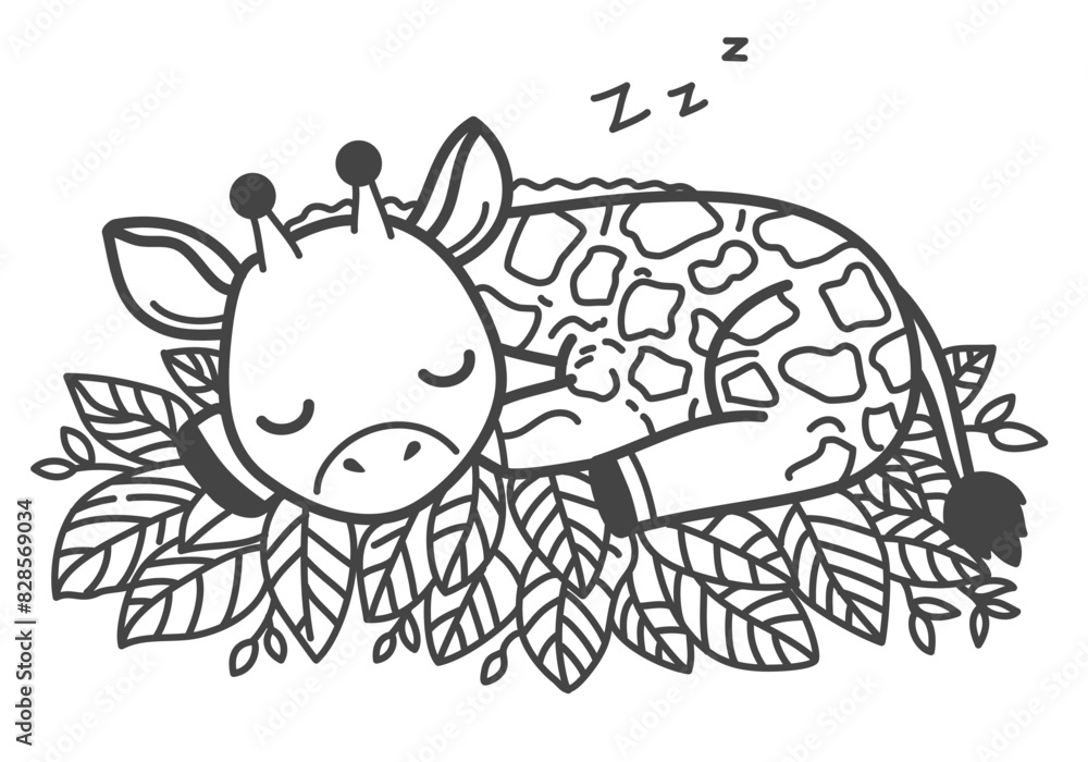 Obraz premium The giraffe sleeps peacefully, holding a leaves, its preferred meal.