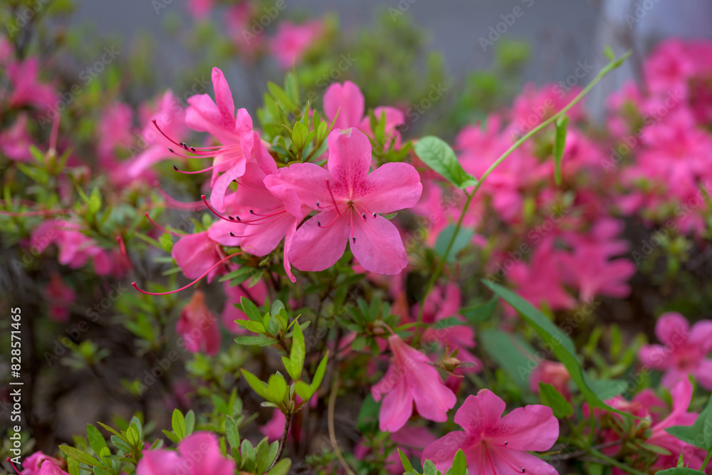 flower, flowers, pink, nature, garden, plant, spring, purple, blossom, bloom, summer, beauty, color, flora, petal, leaf, gardening, season, colorful, closeup, field, plants, bright, blooming, red flower, flowers, pink, nature, garden, plant, spring, purple, blossom, bloom, summer, beauty, color, flora, petal, leaf, gardening, season, colorful, closeup, field, plants, bright, blooming, red