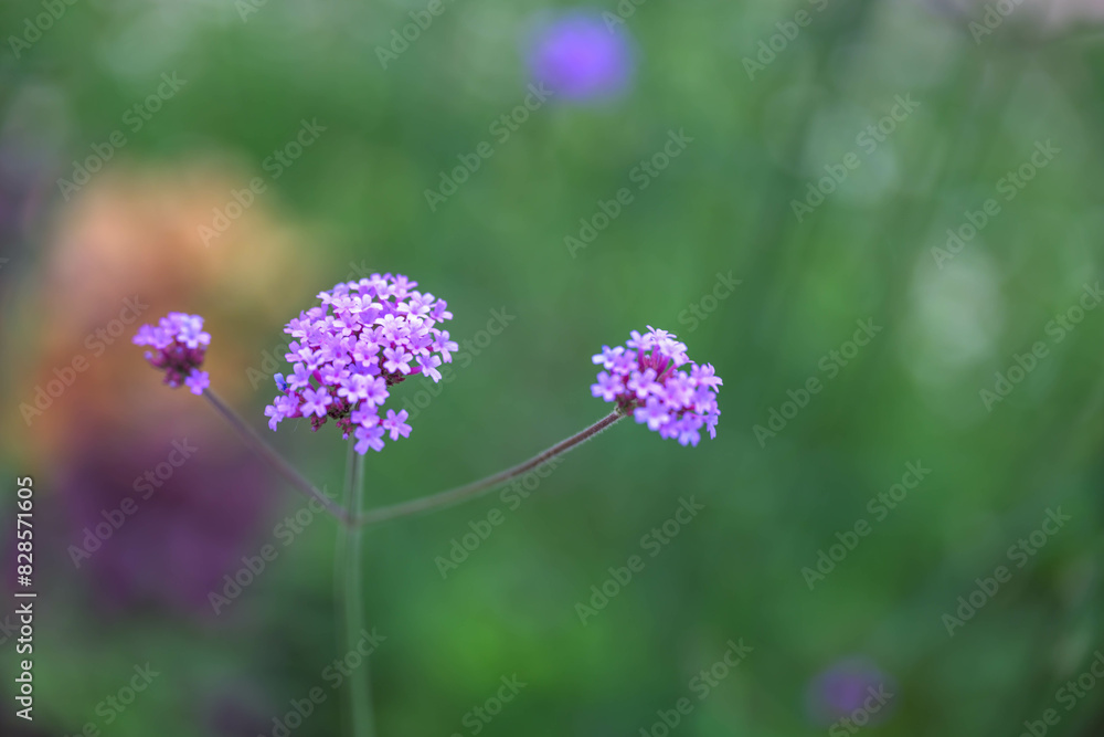 flower, nature, plant, pink, garden, purple, flowers, spring, summer, flora, bloom, blossom, blooming, grass, beauty, field, meadow, macro, closeup, bee flower, nature, plant, pink, garden, purple, flowers, spring, summer, flora, bloom, blossom, blooming, grass, beauty, field, meadow, macro, closeup, bee