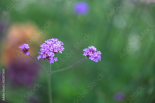 flower, nature, plant, pink, garden, purple, flowers, spring, summer, flora, bloom, blossom, blooming, grass, beauty, field, meadow, macro, closeup, bee