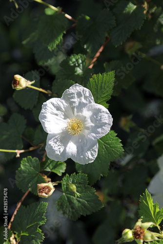 Macro image of a Rocky Mountain Raspberry bloom, Derbyshire England
