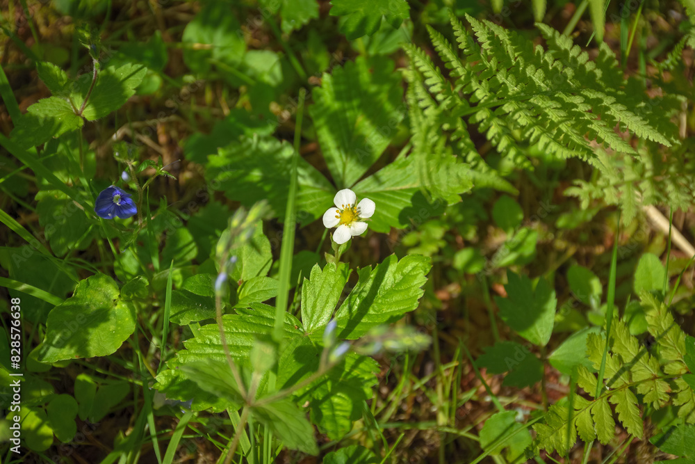 White flower close up in grass, spring bloom White flower close up in grass, spring bloom