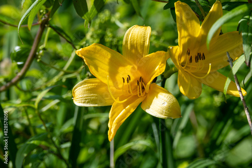 daylilies photo