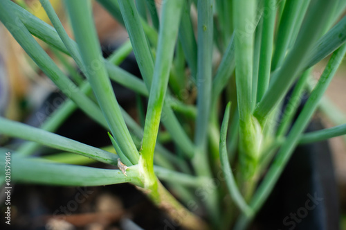 fresh spring onions growing in the pot