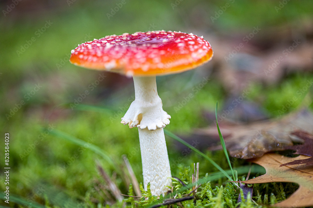 Amanita muscaria, también conocido como matamoscas o falsa oronja, entre otros nombres,12 es un hongo basidiomiceto muy común y popular, considerado venenoso Amanita muscaria, también conocido como matamoscas o falsa oronja, entre otros nombres,12 es un hongo basidiomiceto muy común y popular, considerado venenoso