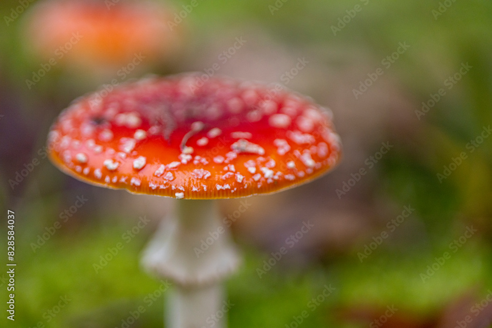 Amanita muscaria, también conocido como matamoscas o falsa oronja, entre otros nombres,12 es un hongo basidiomiceto muy común y popular, considerado venenoso Amanita muscaria, también conocido como matamoscas o falsa oronja, entre otros nombres,12 es un hongo basidiomiceto muy común y popular, considerado venenoso