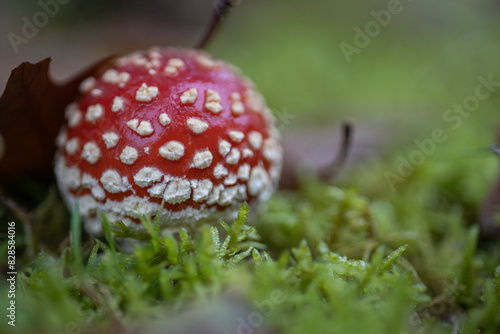 Amanita muscaria, también conocido como matamoscas o falsa oronja, entre otros nombres,1​2​ es un hongo basidiomiceto muy común y popular, considerado venenoso photo