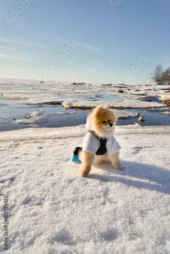 little child playing with their dog