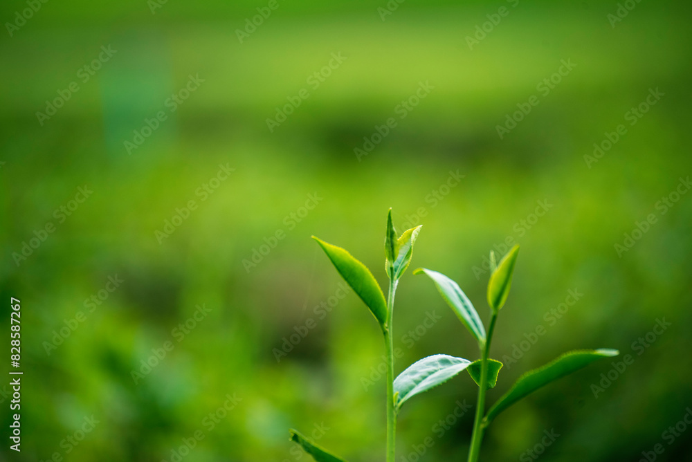 Green tea tree leaves field plant in camellia sinensis organic farm. Close up Tree tea plantations mountain green nature background in morning. Fresh young tender bud herbal Green tea tree in farm Green tea tree leaves field plant in camellia sinensis organic farm. Close up Tree tea plantations mountain green nature background in morning. Fresh young tender bud herbal Green tea tree in farm