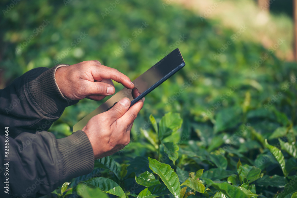 Smart farmer holding smartphone in eco green farm sustainable quality control. Close up Hand control planting tree. Farmer hands cultivated fresh garden in eco biotechnology. Farmland technology