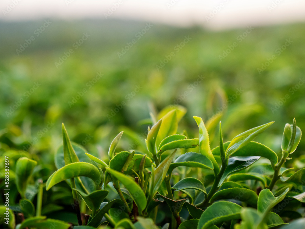 Green tea tree leaves field Fresh young tender bud herbal in farm on summer morning. Sunlight Green tea tree plant camellia sinensis in organic farm. Close up Tree tea plant green nature in morning Green tea tree leaves field Fresh young tender bud herbal in farm on summer morning. Sunlight Green tea tree plant camellia sinensis in organic farm. Close up Tree tea plant green nature in morning