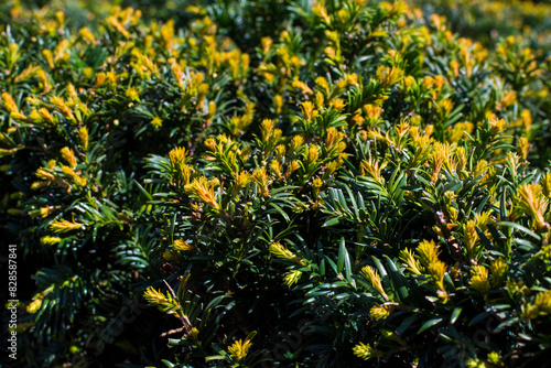 Natural background of the evergreen plant with fresh young branches. Close up.