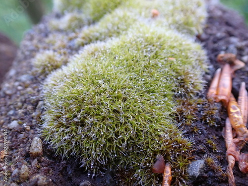 Grey-cushioned Grimmia moss (Grimmia pulvinata) photo