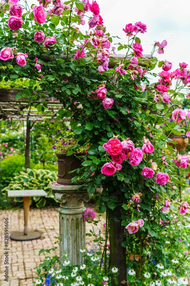 薔薇が綺麗 薔薇が綺麗