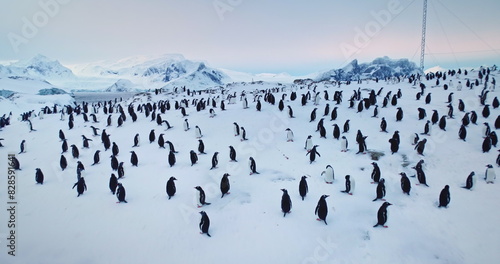 Φωτογραφία Thousands of penguins standing on snow in Antarctica