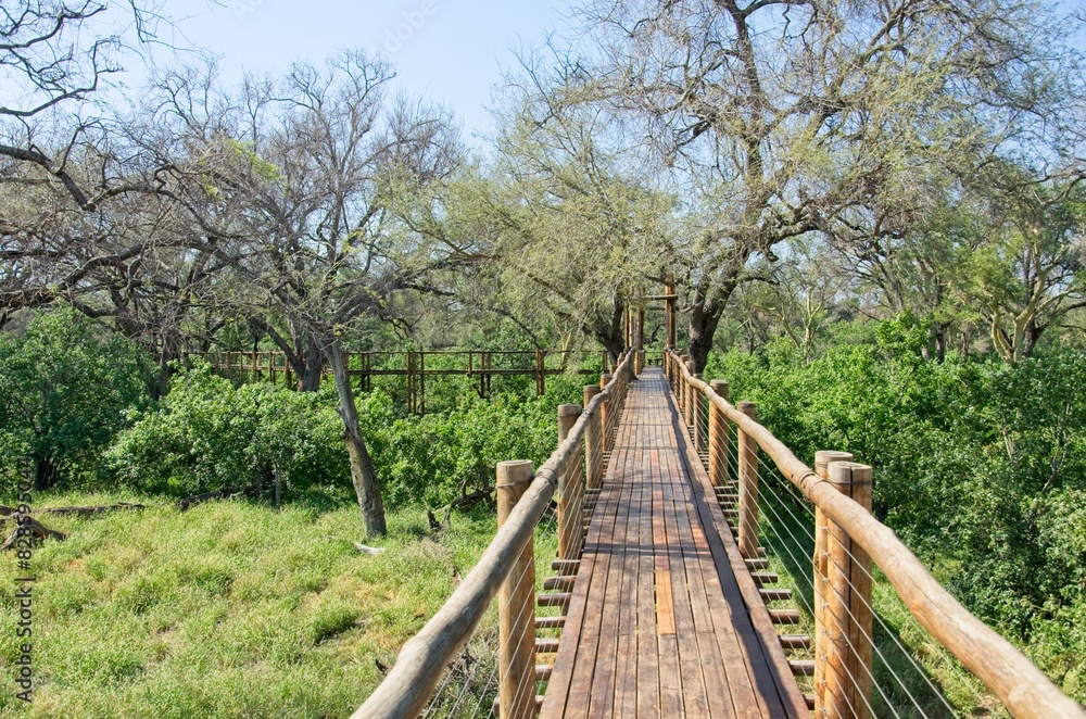 Tree top walkway at Mapungubwe national park