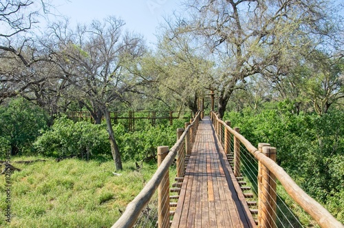 Tree top walkway at Mapungubwe national park