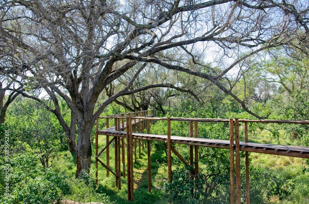 Tree top walk way at Mapungubwe National Park Tree top walk way at Mapungubwe National Park