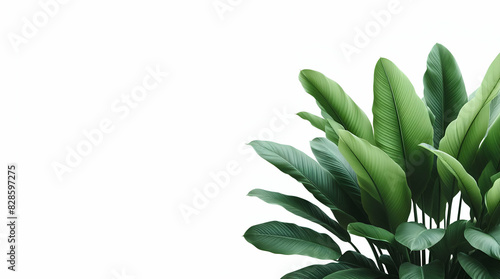A border of tropical plants with leaves and flowers, generative ai photo