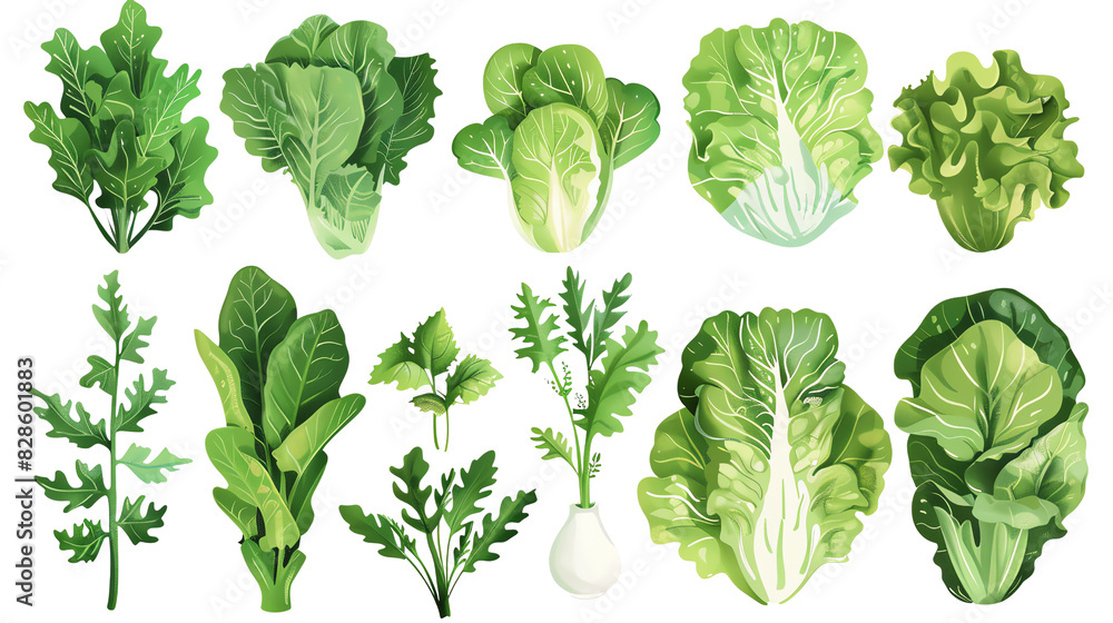 Collection of various fresh green leafy vegetables isolated on a white background. Perfect for healthy eating and nutrition related projects. Collection of various fresh green leafy vegetables isolated on a white background. Perfect for healthy eating and nutrition related projects.