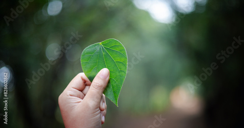 Green leaf in her hand was a symbol of love for nature, representing the concept of natural beauty and the importance of ecology. leaf, love, nature, nubes, concept, green, hand, natural, ecology.