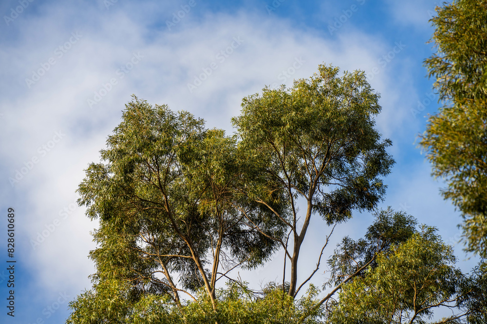 beautiful gum Trees and shrubs in the Australian bush forest. Gumtrees and native plants growing in Australia in spring