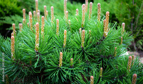 Pine branch young cones macro. Young green sprouts pine tree needles. Fresh grow mountain pine twig sprouts, fir branch in spring forest. Pinus mugo branch with pollen powder in coniferous forest photo