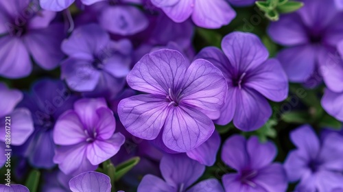 Varieties of Purple Flowers