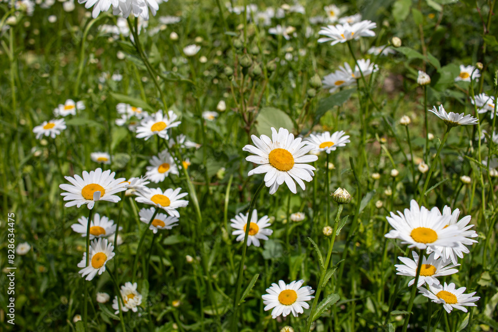 Fototapeta premium chamomile helps with issues such as difficulty falling or staying asleep