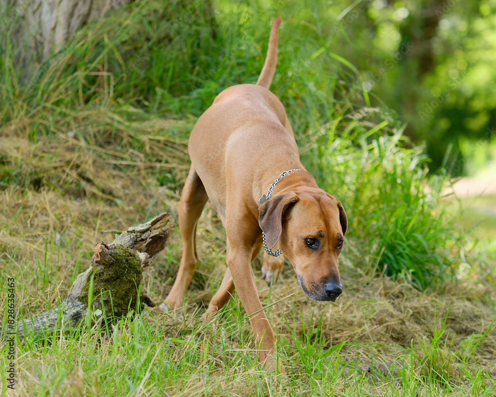 Close-up photo of an adorable Rhodesian Ridgeback dog sniffing around the tree in the park in the park