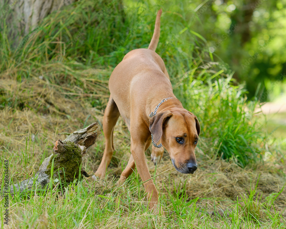 Close-up photo of an adorable Rhodesian Ridgeback dog sniffing around the tree in the park in the park Close-up photo of an adorable Rhodesian Ridgeback dog sniffing around the tree in the park in the park