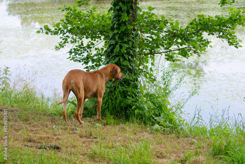 Rhodesian Ridgeback dog standing next to a tree by the lakeshore