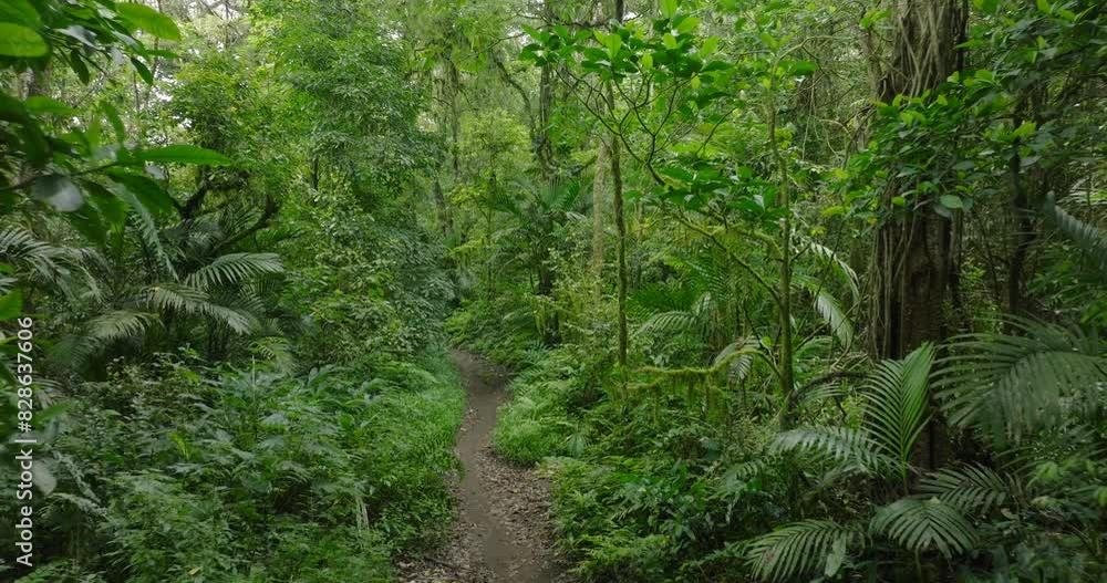 Way in Tropical forest. Nature background of a rainforest. Drone view of Bali. Way in Tropical forest. Nature background of a rainforest. Drone view of Bali.