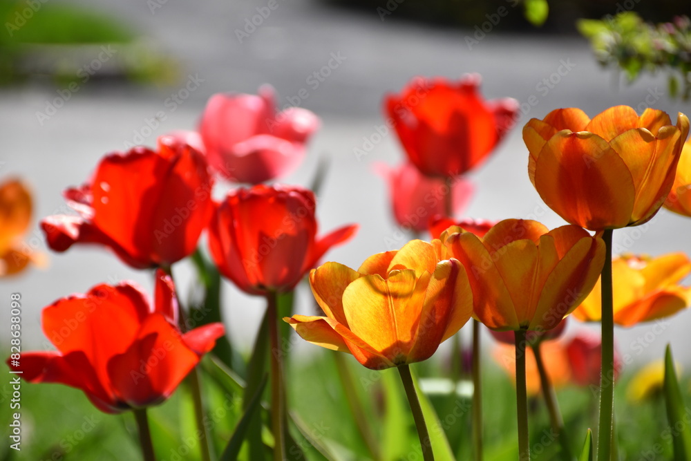 Fototapeta premium Tulips in the botanical garden, Montréal, Québec,Canada