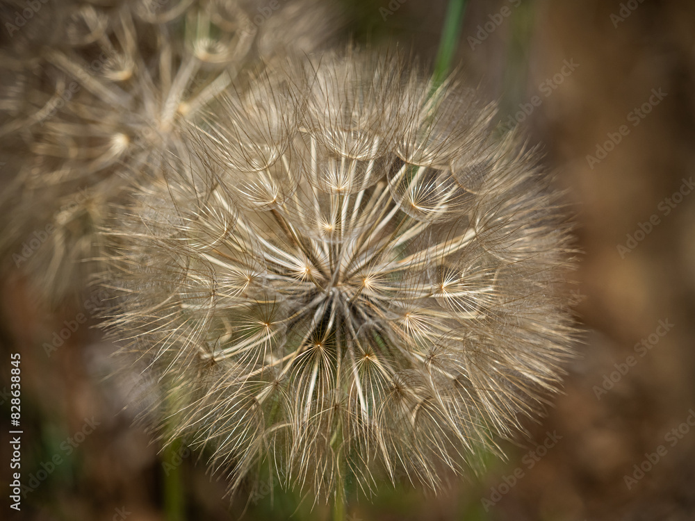 gros plan de fleur de salsifi majeur avec les pointes ouvertes et auréolées