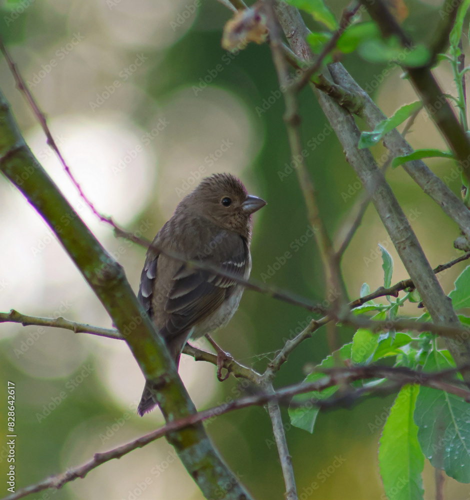 bird on a branch bird on a branch