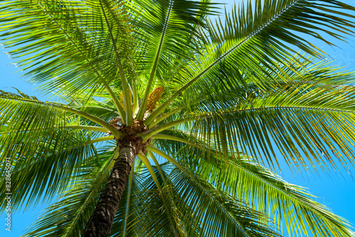 Palm leaf background. Palm leaf texture. Palm foliage over blue sky. Palms tree backdrop. Tropical green background. photo