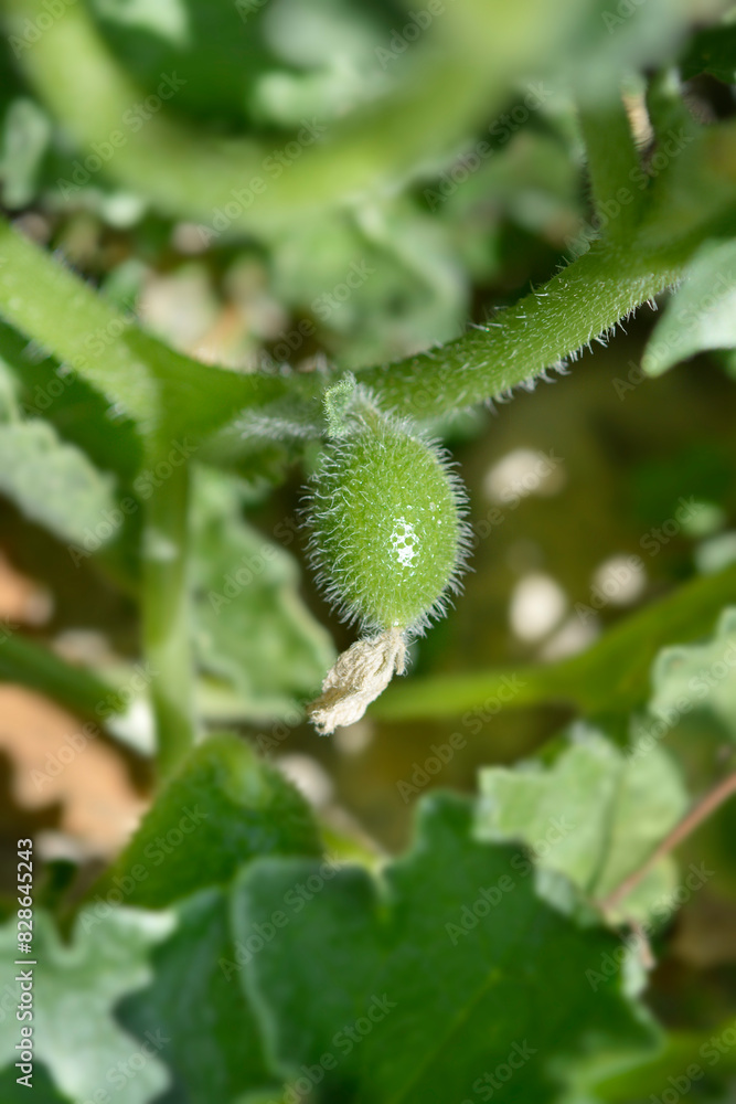 Squirting cucumber fruit