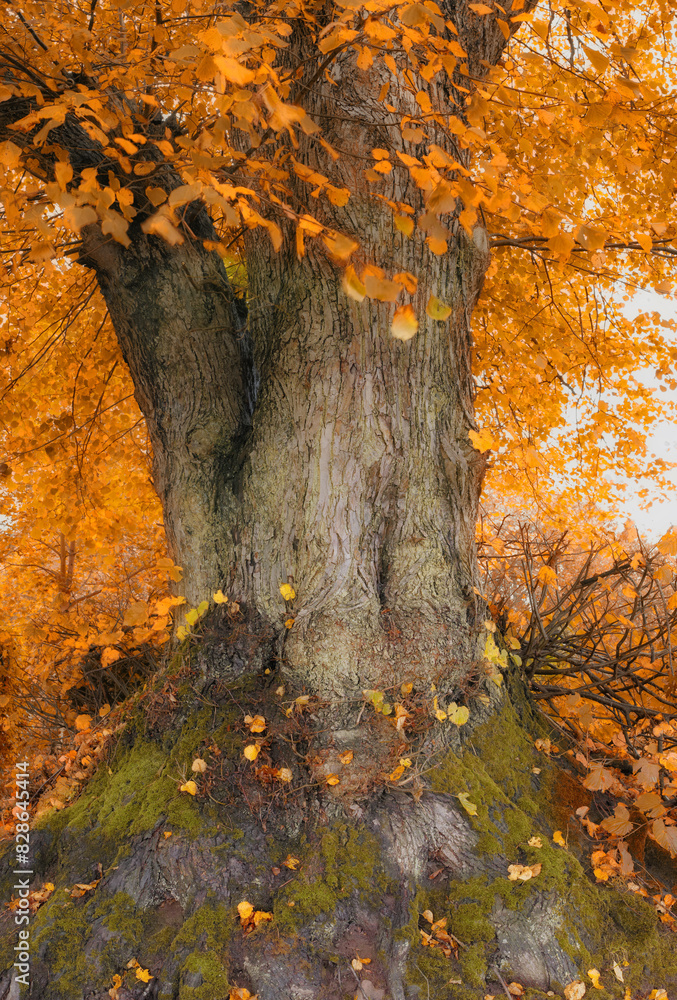Obraz premium Autumn, forest and trunk of tree with red leaves for abstract background, natural environment and ecology. Fall, countryside and wood with moss growth for nature, sustainability and calm for peace