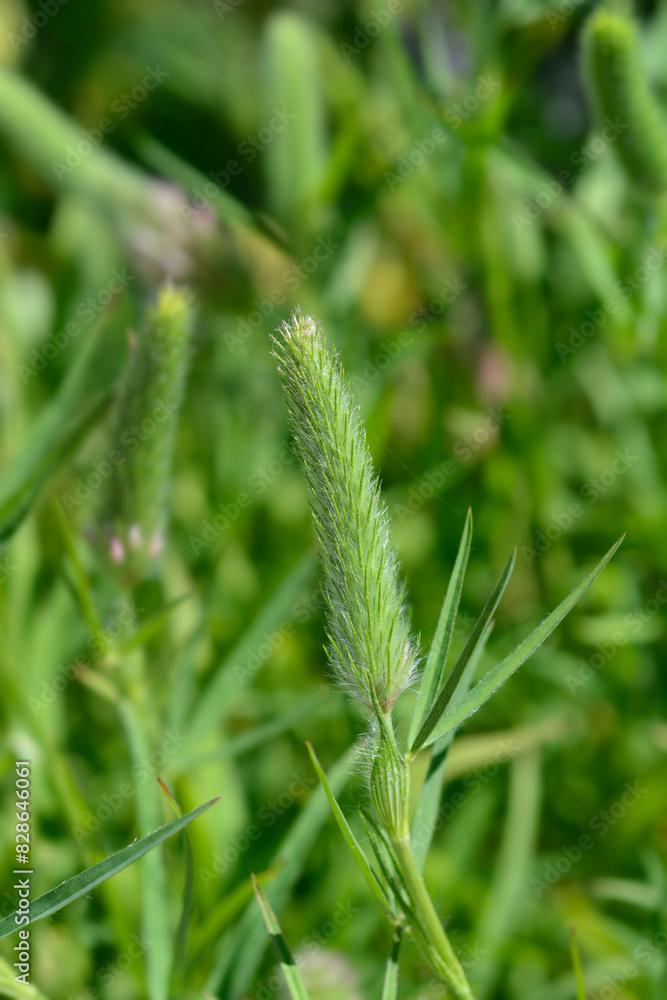 Narrowleaf crimson clover flower buds Narrowleaf crimson clover flower buds