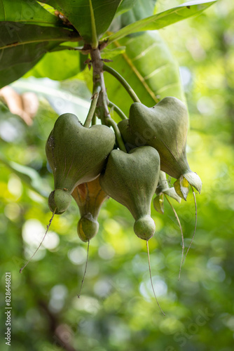 The box fruit grows from Barringtonia Asiatica or also known as the fish poison tree, sea poison tree or putat photo