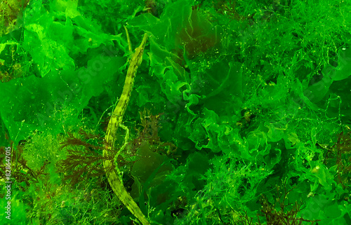 Black-striped pipefish (Syngnathus abaster) swim among algae near the seabed photo