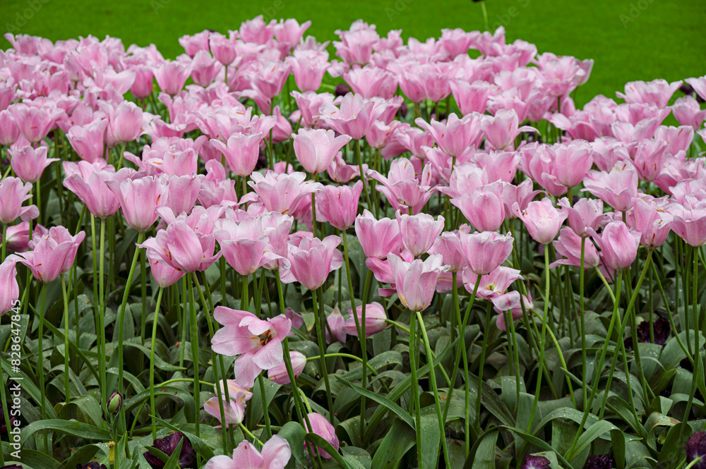 Field of blooming tulips in Keukenhof, Netherlands. The tulip is an ornamental flower of the genus of liliaceae plants, formed by a single flower on each stem Field of blooming tulips in Keukenhof, Netherlands. The tulip is an ornamental flower of the genus of liliaceae plants, formed by a single flower on each stem